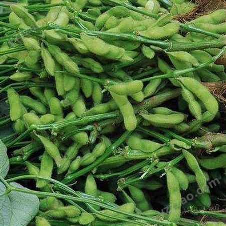 绿拓食品农家时令蔬菜扁毛豆荚 轻食健身半成品配菜