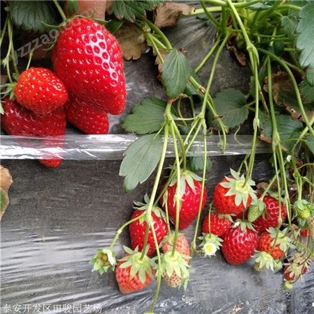 草莓苗 白雪公主草莓苗 草莓苗种植