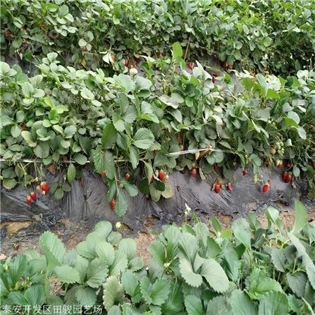 草莓苗 法兰地草莓苗 现货供应草莓苗