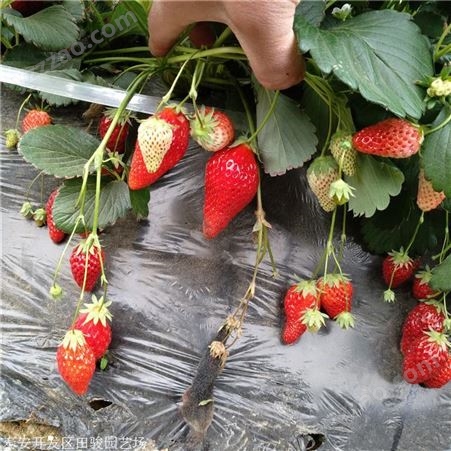 地栽草莓苗 黔莓一号草莓苗 出售批发草莓苗