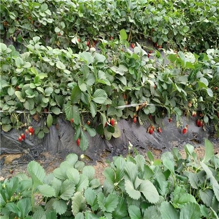 红颜草莓苗市场价格 哪里红颜草莓苗质量好 泰安田骏草莓苗