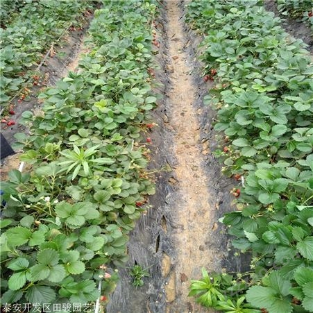 草莓苗 桃熏草莓苗 基地大量出售甜宝草莓苗