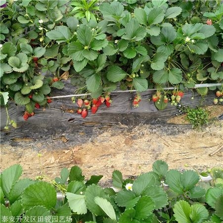 草莓苗 法兰地草莓苗 现货供应草莓苗