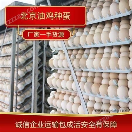 常年供应北京油鸡商品蛋 大量出售油鸡蛋