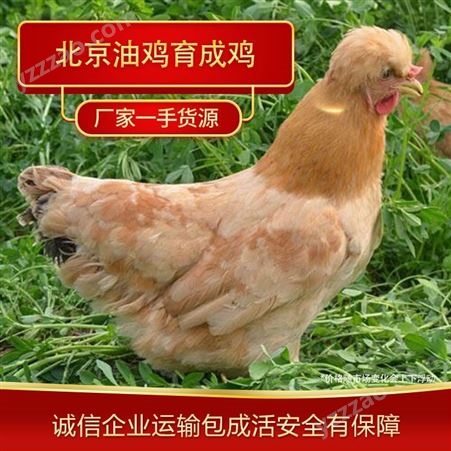 育成鸡厂家 北京油鸡育成鸡 育成鸡养殖厂家