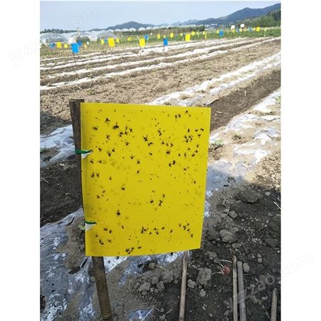 粘虫板生产供应 黄色粘虫板 蓝色粘虫板